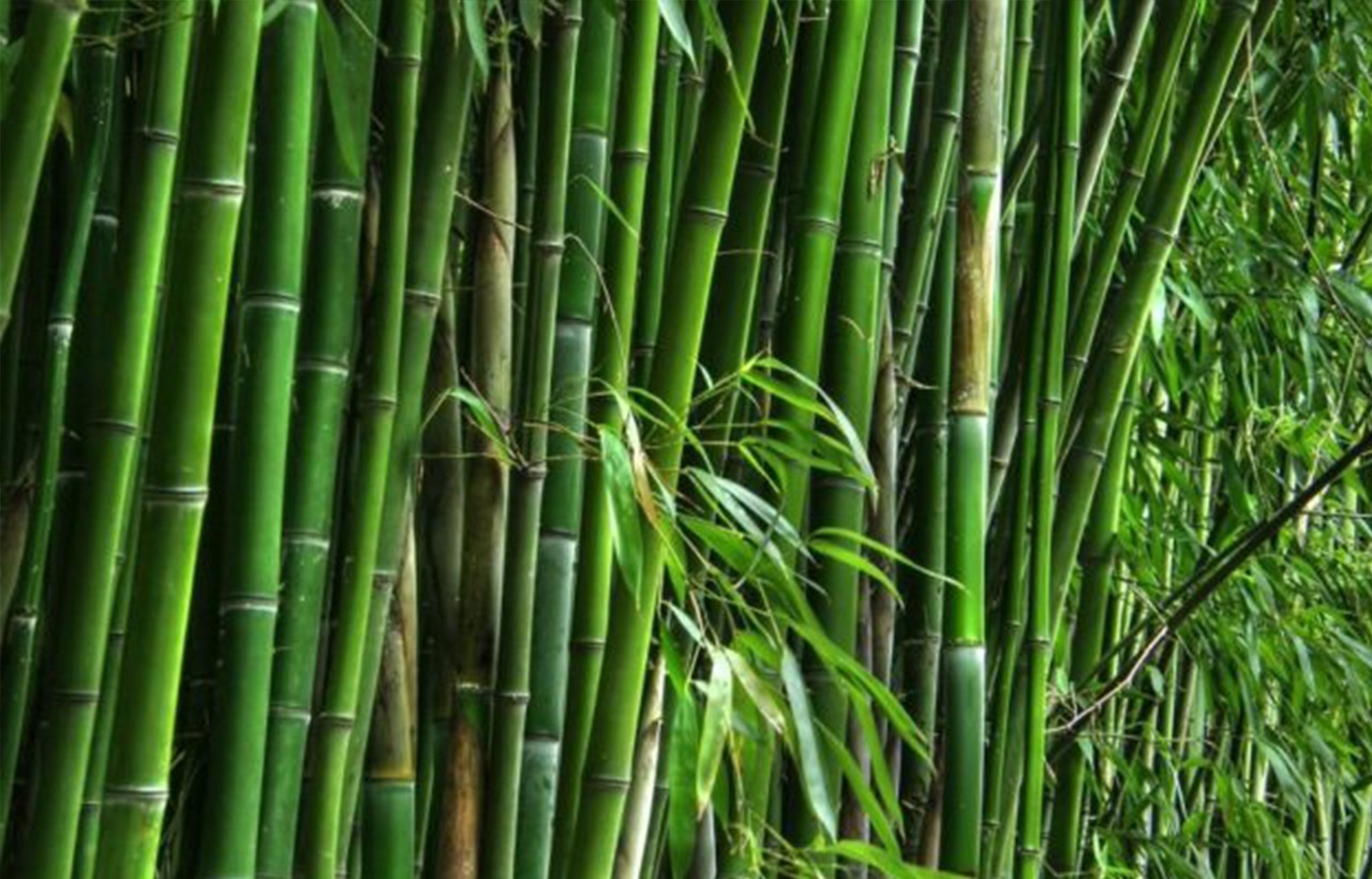 bamboo