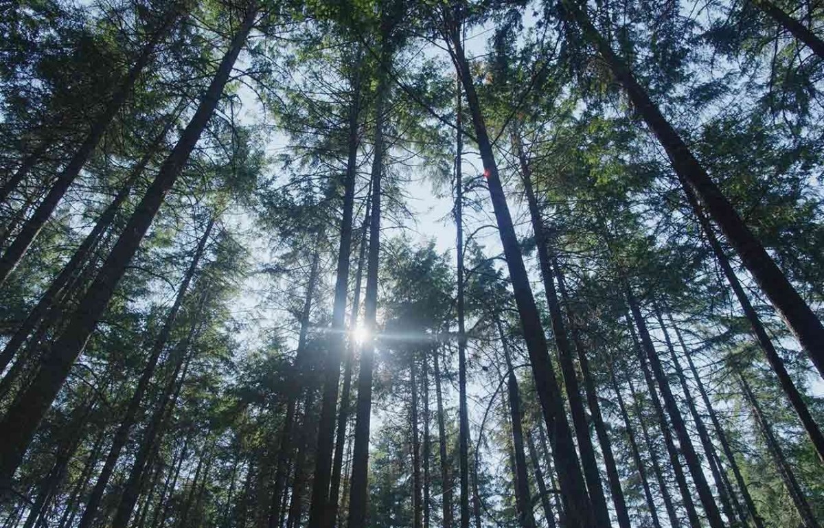 Sustainable Forest Management Practices in B.C. Canada